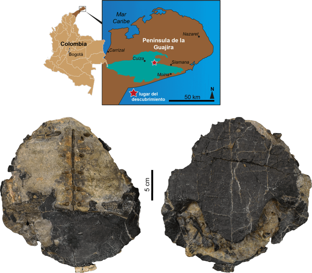1. Piedra fósil de Huila, Colombia, desde la región de la Península de la Guajira, muestra detalles de fósiles antiguos con contexto geológico y ubicación exacta en mapas.