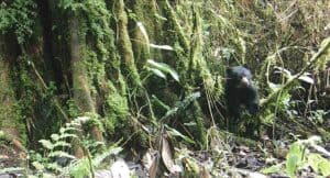 oso