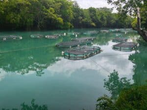 peces huila