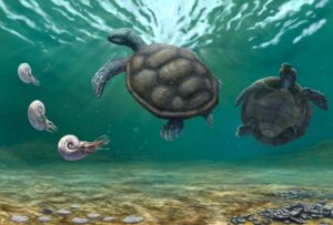 168 - Craspedochelys_renzi_paleoart