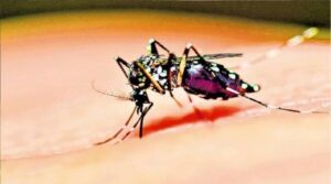 zancudo dengue_4_0