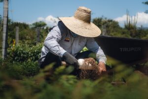 Cultivador en Huila, Colombia, trabajando en agricultura tradicional con sombrero de paja y técnicas sostenibles, en un escenario rural y natural, promoviendo el desarrollo agrícola regional.