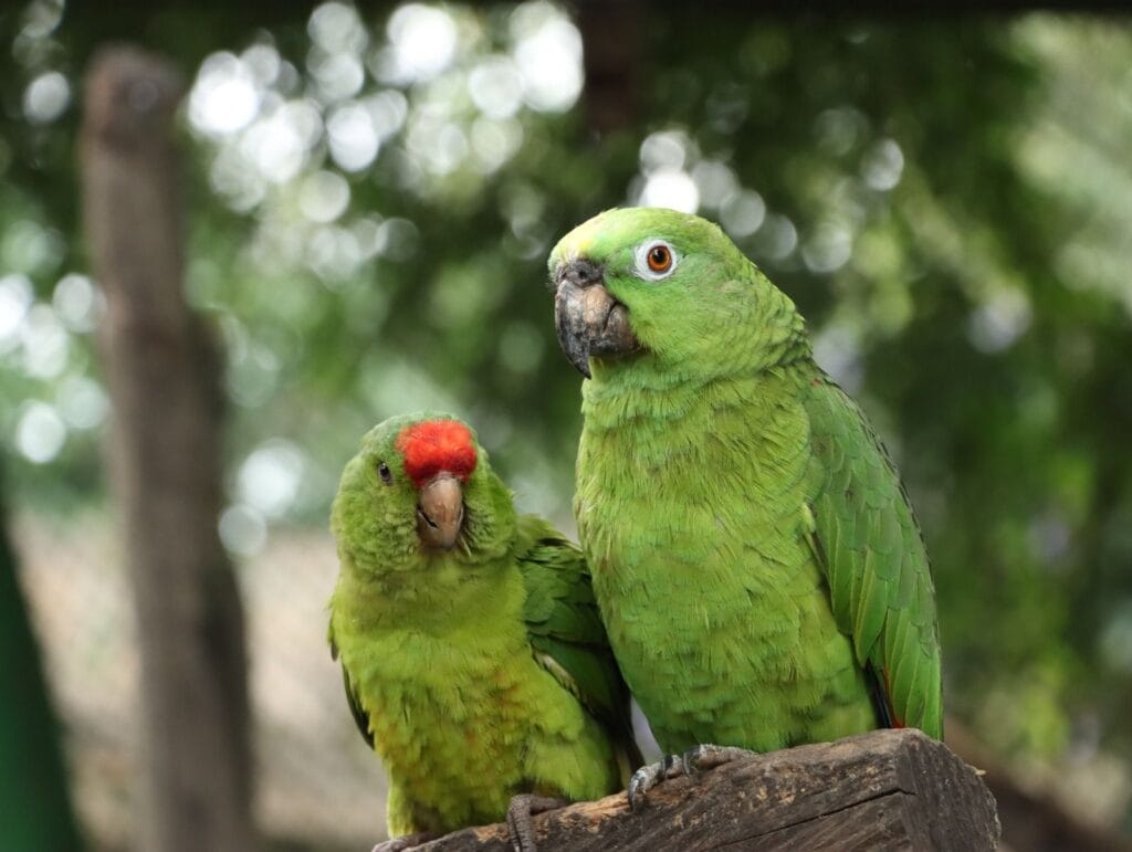 Alerta por tráfico de fauna en Semana Santa